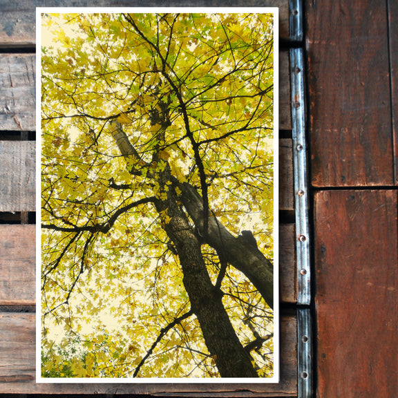 "TREE of LIGHT" 11x17 Poster