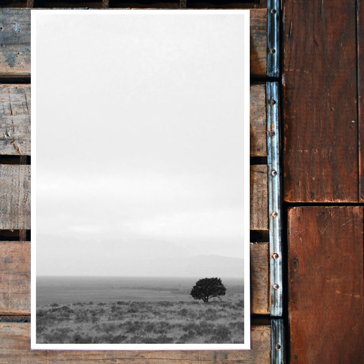 "Solo tree..." colorado 11x17 Poster