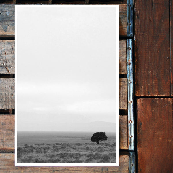 "Solo tree..." colorado 11x17 Poster