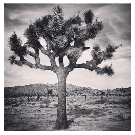 "the TREE" 4x4 Print