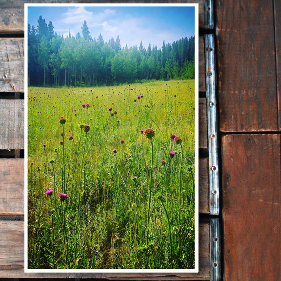 "Wild Flowers" NEW Print 11x17 Poster